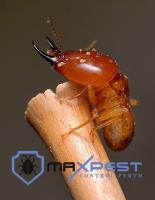 MAX Termite Treatment Perth image 9